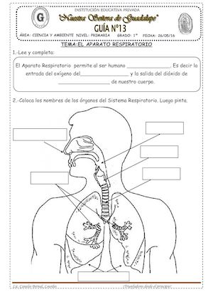 El Aparato Respiratorio