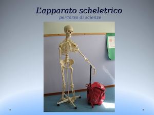 L'apparato Scheletrico