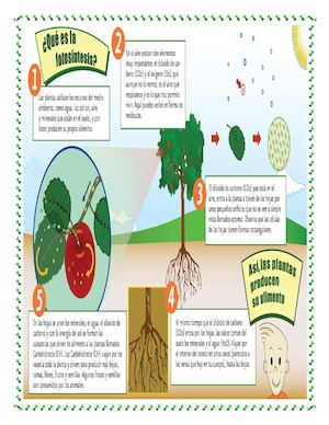 La Fotosintesis Informatica