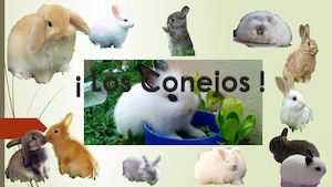 Guia De Conejos