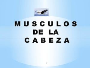 Musculos De La Cabeza