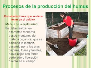Procesos De La Producción Del Humus Manuel Alva Obregon