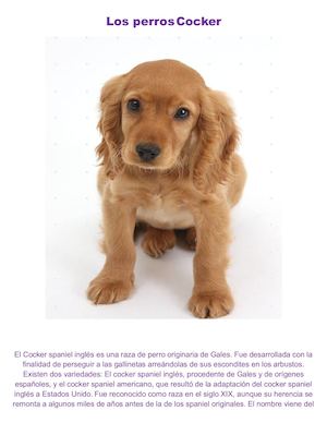 Los Perros Cocker