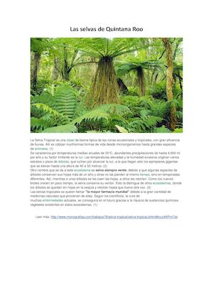 Las Selvas De Quintana Roo