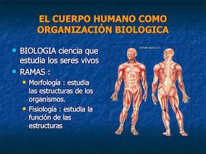 cuerpo humano como organización biologica