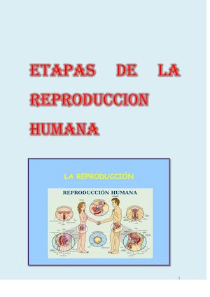 Etapas De La Reproduccion Humana