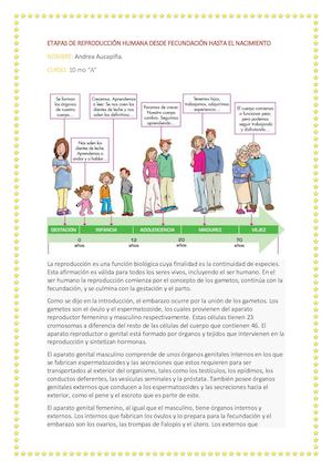 Etapas De Reproducción Humana Desde Fecundación Hasta El Nacimiento