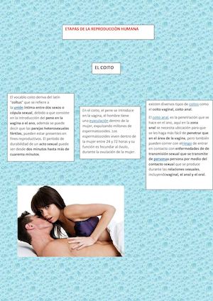 Etapas De La Reproduccion Humana