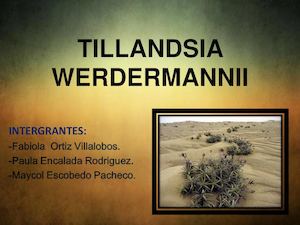 Tillandsia Werdermannii Trabajo 123 (1)