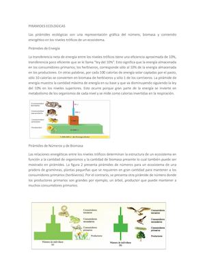 Piramides Ecoloogicas