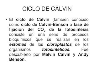 Ciclo+de+calvin