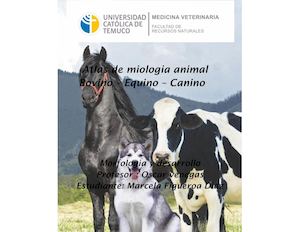 Atlas de Miologia Bovino-Equino-Canino