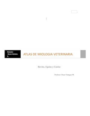 Atlas Miologia Veterinaria