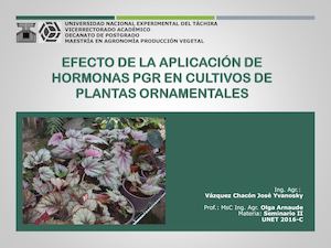 Efecto de la aplicación de Hormonas PGR en cultivos de plantas ornamentales