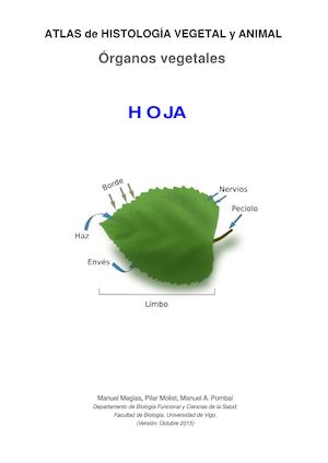 O V Hoja