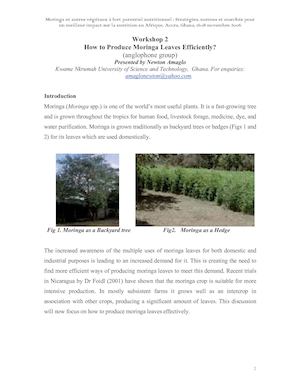 How To Produce Moringa Leaves Efficiently