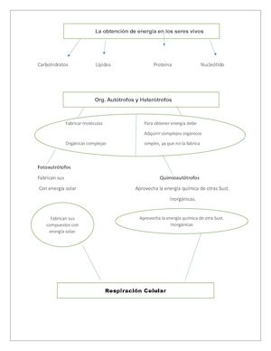 Mapa Conceptual Biologia 6° Diego Avilés