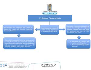Sistema Tegumentario