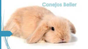 Conejos