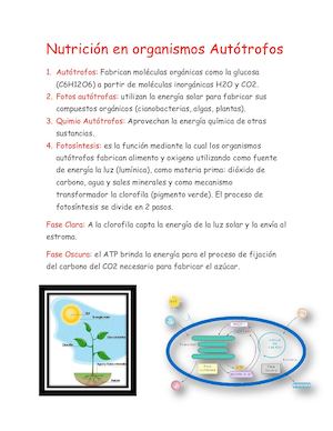 Nutrición En Organismos Autótrofos