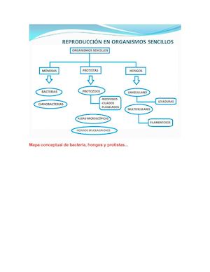 Mapa Conceptual De Bacteria