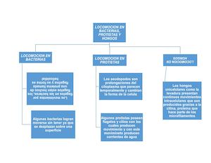 Locomocion En Bacterias, Hongos Y Protistas