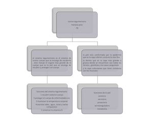Mapa Sistema Tegumentario