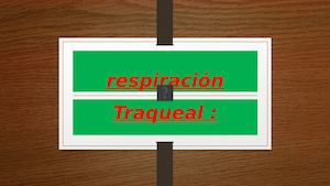 Respiración Traqueal