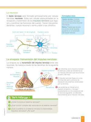 Neurona