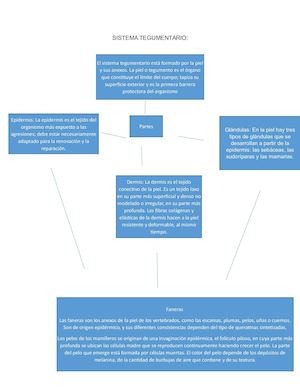 Sistema Tegumentario