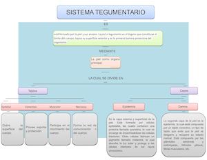 Sistema Tegumentario 1 (1)