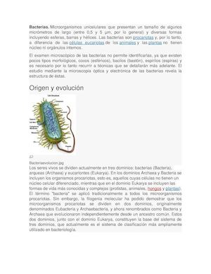 Bacterias