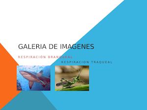 Galeria De Imagenes