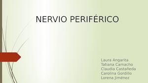 Nervio periferico