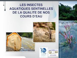 « Les insectes de Guyane, sentinelles de la qualité de nos cours d’eau » le 1er juin à l’Iguana Café