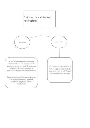 heterotrofos y autotrofos