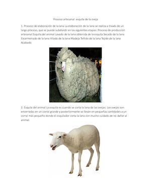 Proceso Productivo Esquila De Oveja