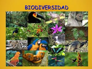 Biodiversidad hecho por Ailén