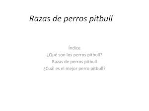 Razas De Perros Pitbull