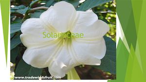 Solanaceae