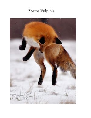 Zorros Vulpinis