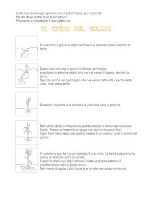 Da Chicco Grano A Pane