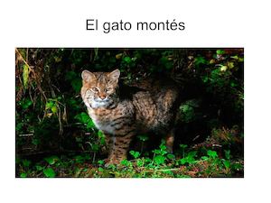 Gato Montes