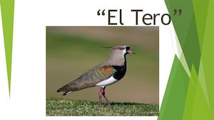 El Tero Richart Gomez