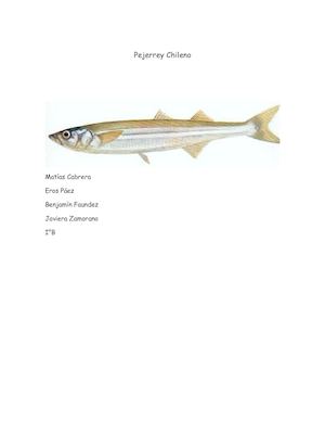 Pejerrey Chileno