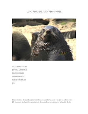 Lobo Fino De Juan Fernandez