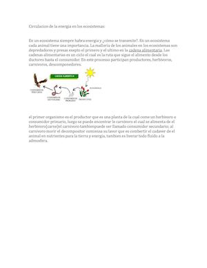 Circulacion De La Energia En Los Ecosistemas