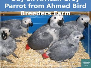 Buy An African Grey Parrot From Ahmed Bird Breeders Farm