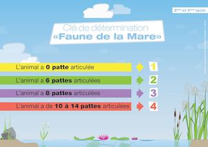 Clé Détermination Primaire