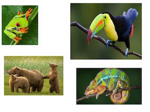 La Zoologia